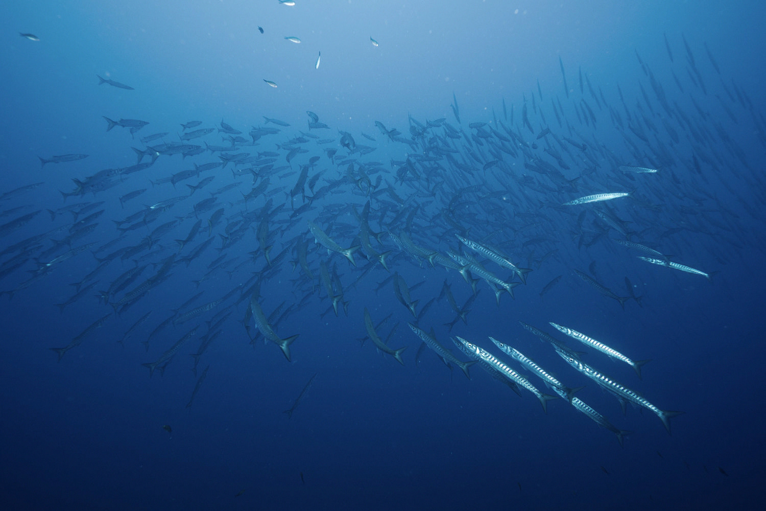 School of barracudas in open water