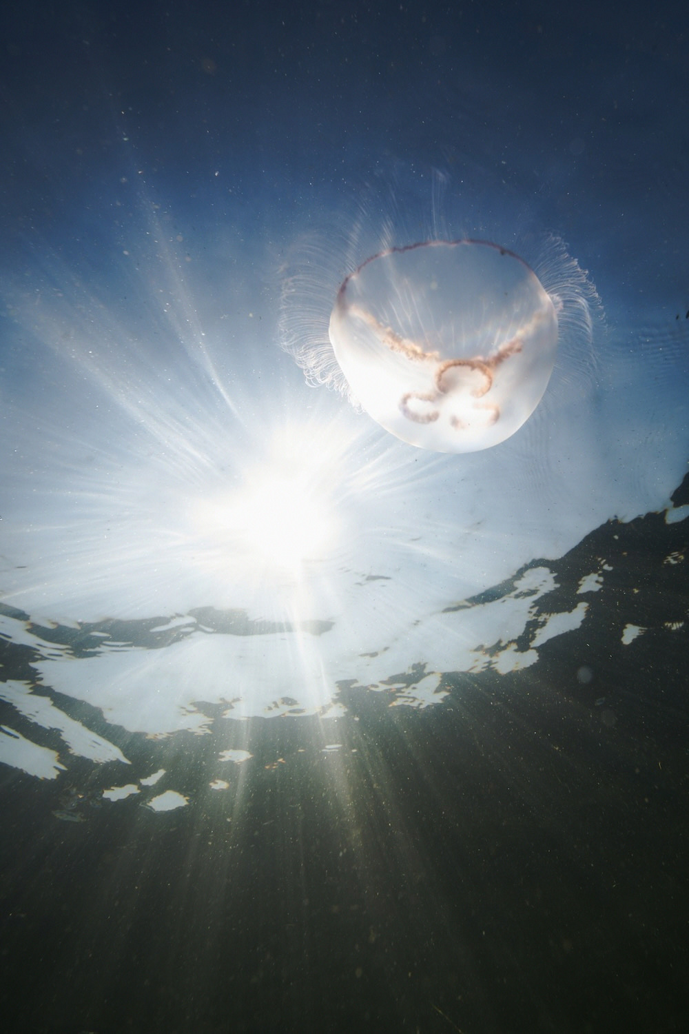 Jellyfish backlit against the sun from below
