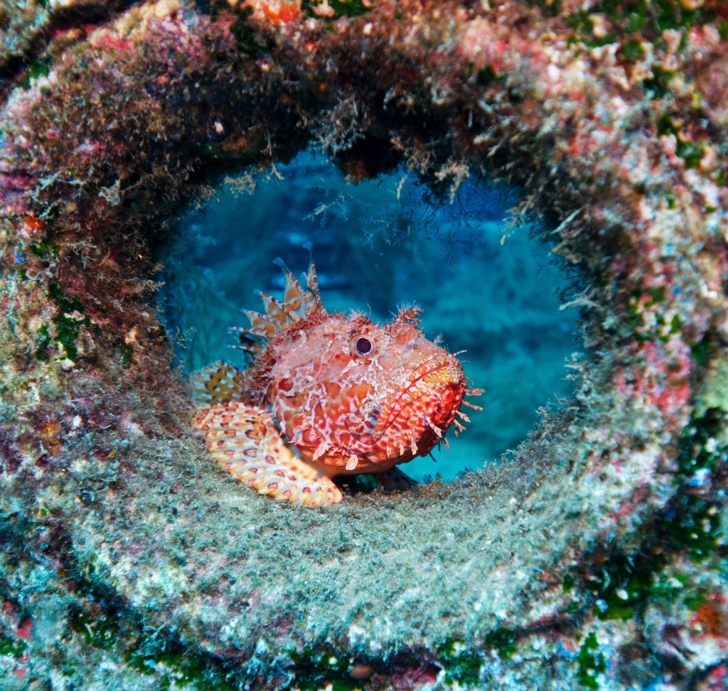Scorpionfish framed in a porthole