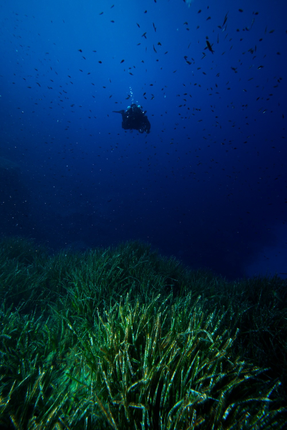Seagrass in the underwater environment