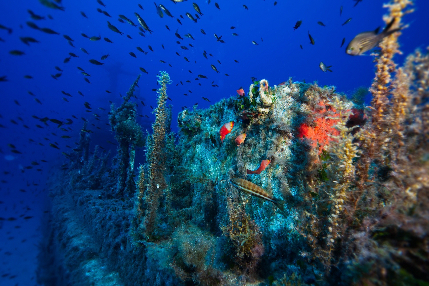 Colourful marine life on a wreck